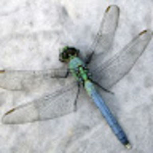 Meet your Posher, Susan